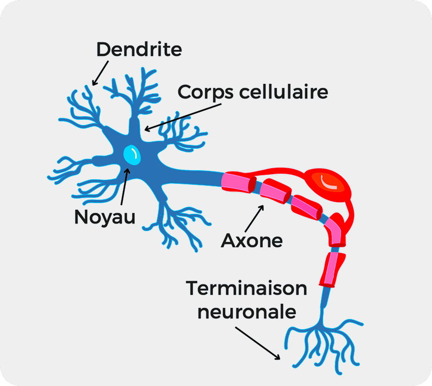 schéma formation